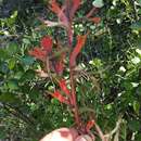 Image of Castilleja subinclusa var. jepsonii (Bacig. & Heckard) J. M. Egger