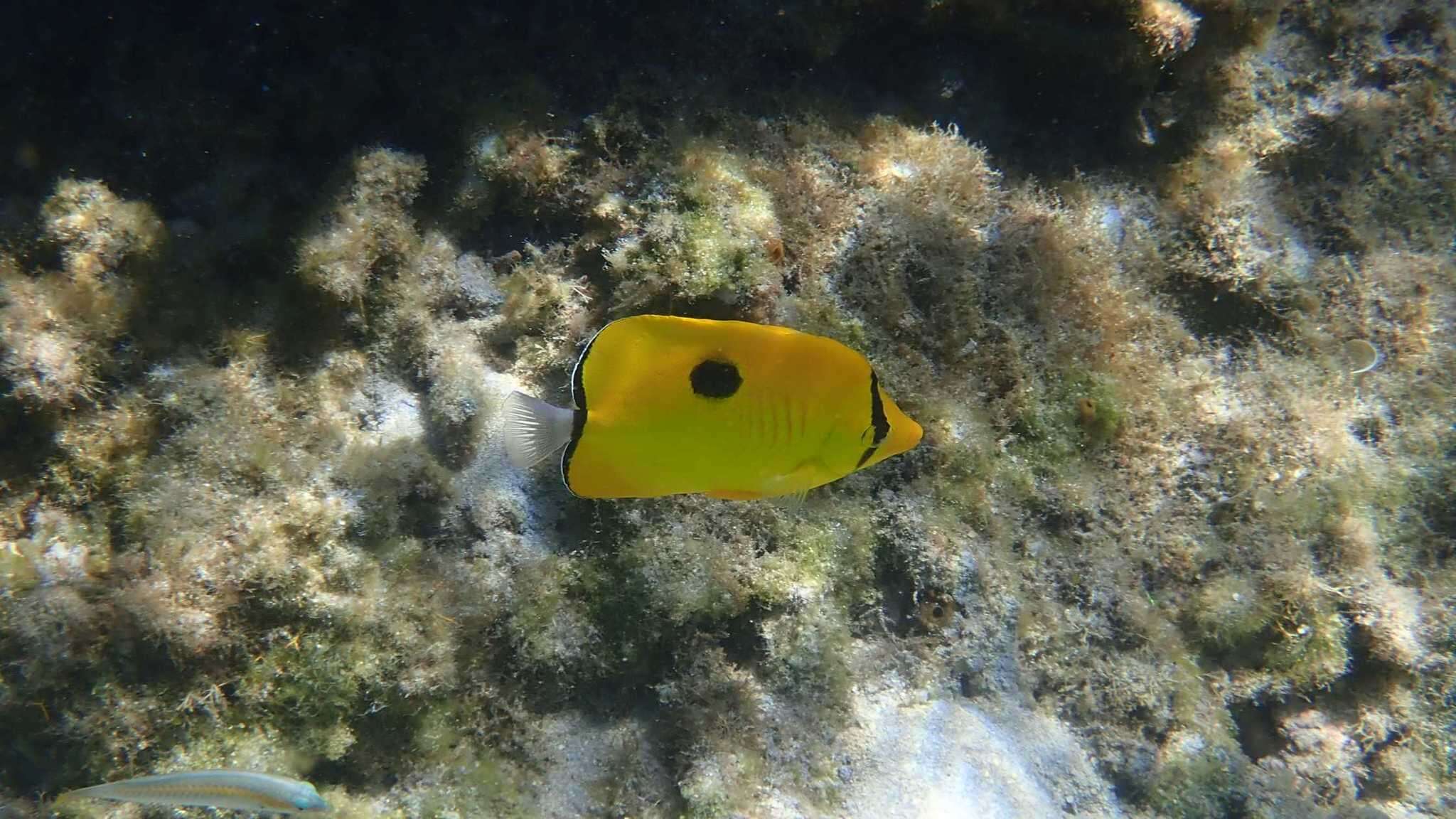 Image of Indian Teardrop Butterflyfish
