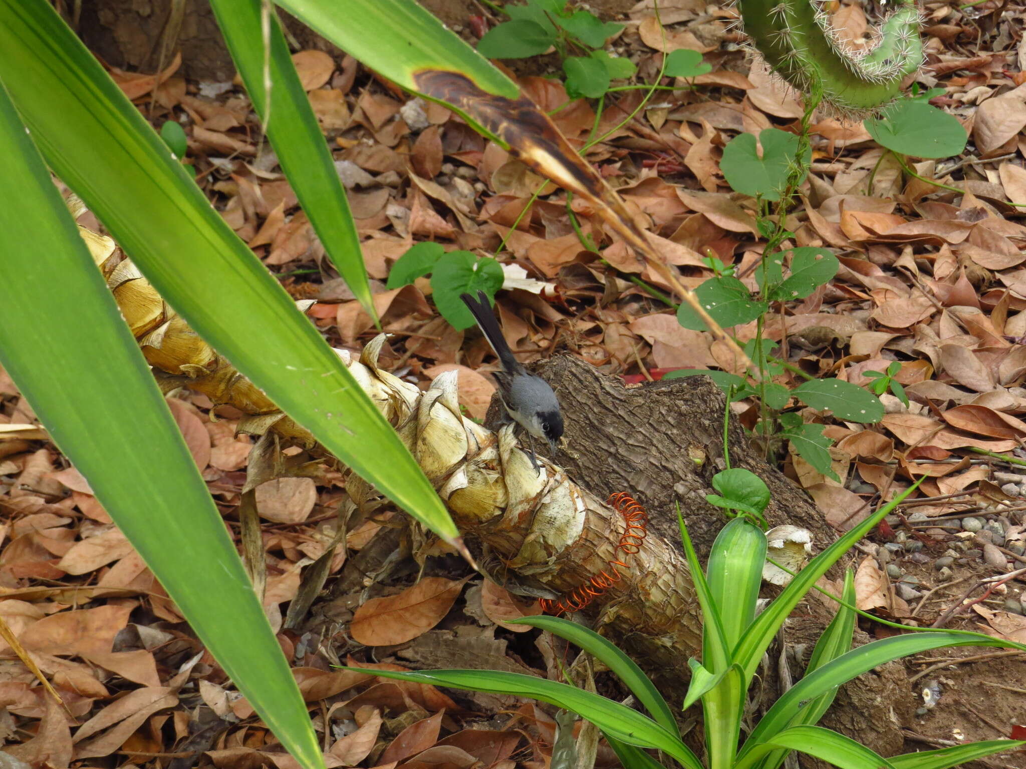 Image of Black-capped Gnatcatcher