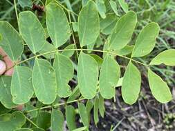 Image of tall albizia