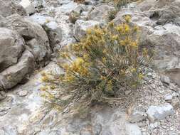 Imagem de Ericameria nauseosa var. texensis (L. C. Anderson) G. L. Nesom & G. I. Baird