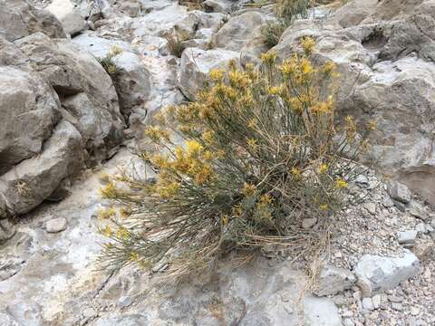 Plancia ëd Ericameria nauseosa var. texensis (L. C. Anderson) G. L. Nesom & G. I. Baird