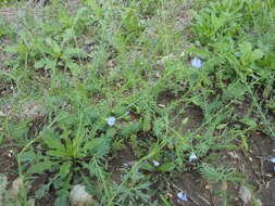 Image of meadow flax