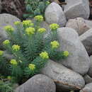 Image of Euphorbia jolkinii Boiss.