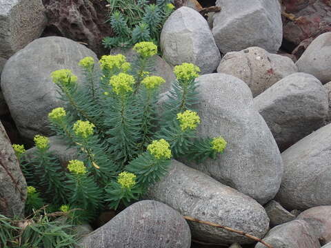 Imagem de Euphorbia jolkinii Boiss.