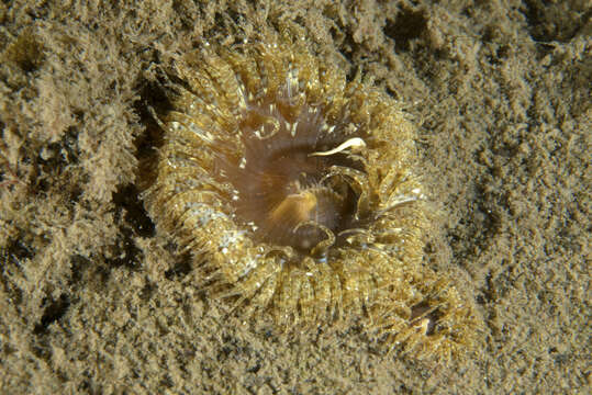 Image of daisy anemone