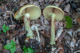 Image of Cortinarius elegantissimus Rob. Henry 1989