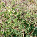 Image of twoflower stickpea