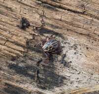 Image of Marsh tick