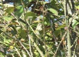 Image of Vireo bellii bellii Audubon 1844