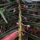 Image of Maxillaria graminifolia (Kunth) Rchb. fil.