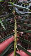 Image of Maxillaria graminifolia (Kunth) Rchb. fil.