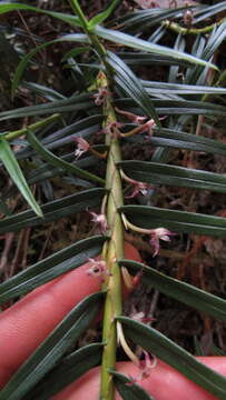 Image of Maxillaria graminifolia (Kunth) Rchb. fil.