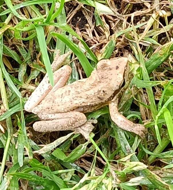 Sivun Litoria adelaidensis (Gray 1841) kuva