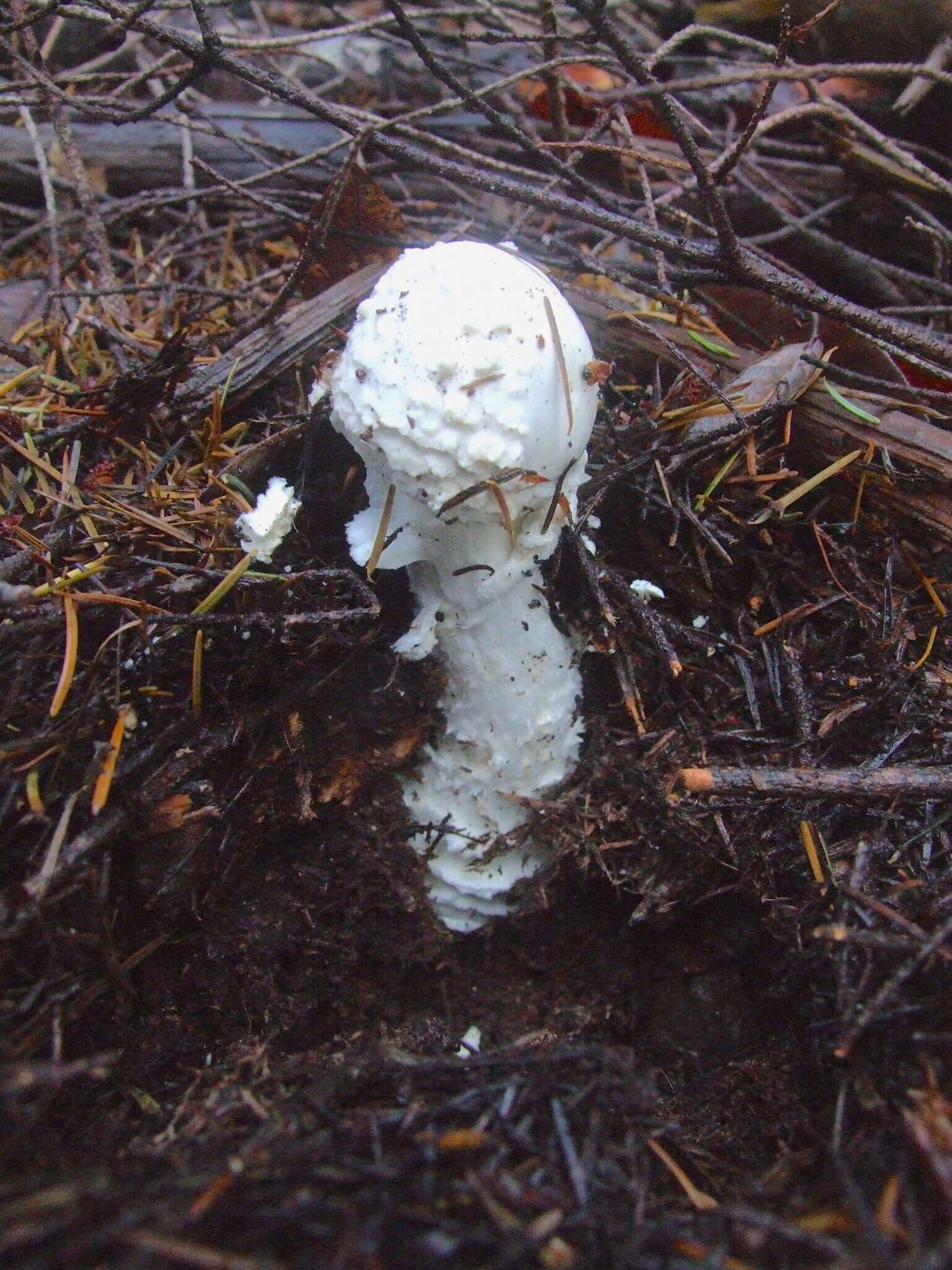 Plancia ëd Amanita smithiana Bas 1969