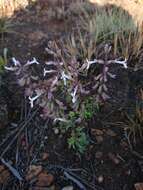 Image of Syncolostemon pretoriae (Gürke) D. F. Otieno