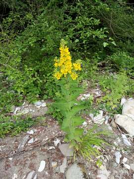 Sivun Lysimachia verticillaris Sprengel kuva