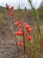 Image of scarlet larkspur