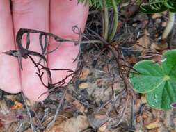 Image of Pelargonium caledonicum L. Bolus