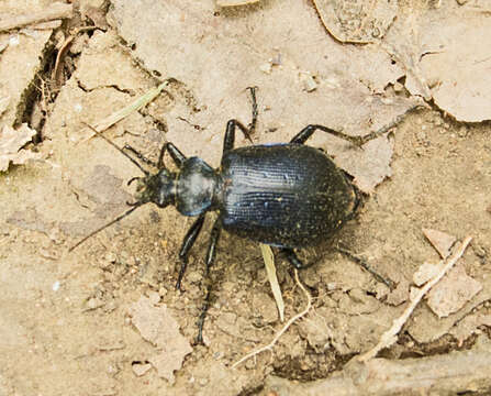 Слика од Calosoma (Calosoma) inquisitor (Linnaeus 1758)