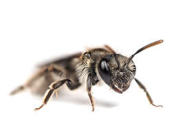 Image of Andrena viridescens Viereck 1916