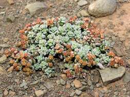 Image of Crassula corallina subsp. corallina