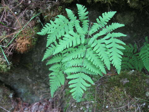 Image of Asian oakfern