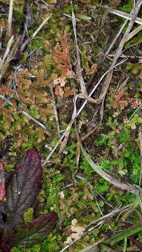 Image of Selaginella helvetica (L.) Spring