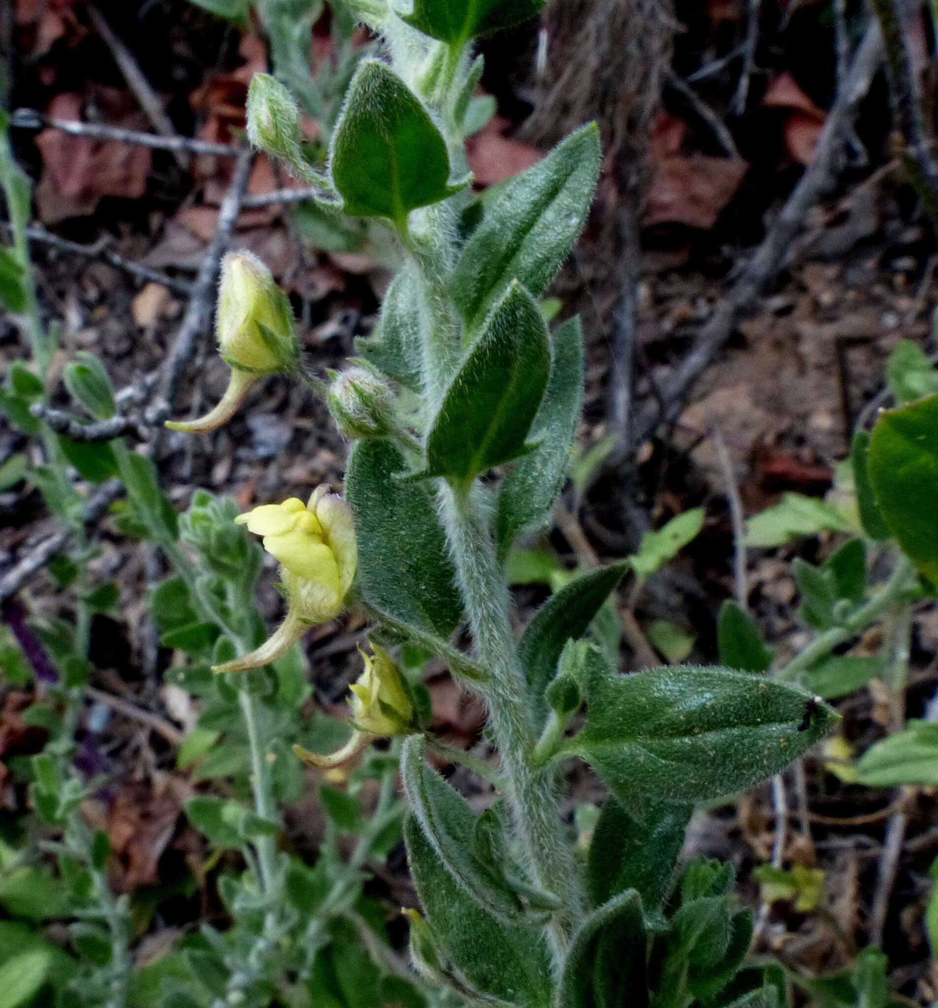 Image of Kickxia aegyptiaca (L.) Nábelek