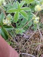 Image of Silver Lady's Mantle