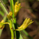 Image of Eulophia chlorantha Schltr.