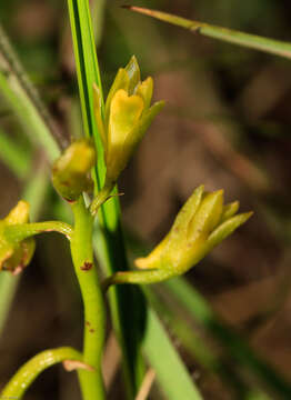 Image of Eulophia chlorantha Schltr.