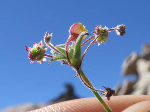 Image of Centella villosa L.