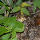 Image of Rana zhenhaiensis Ye, Fei & Matsui 1995