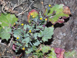 Senecio flavus (Decne) Sch. Bip. resmi