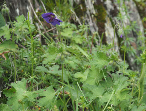 Image of Glandular Crane's-bill