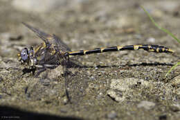 صورة Progomphus borealis McLachlan ex Selys 1873