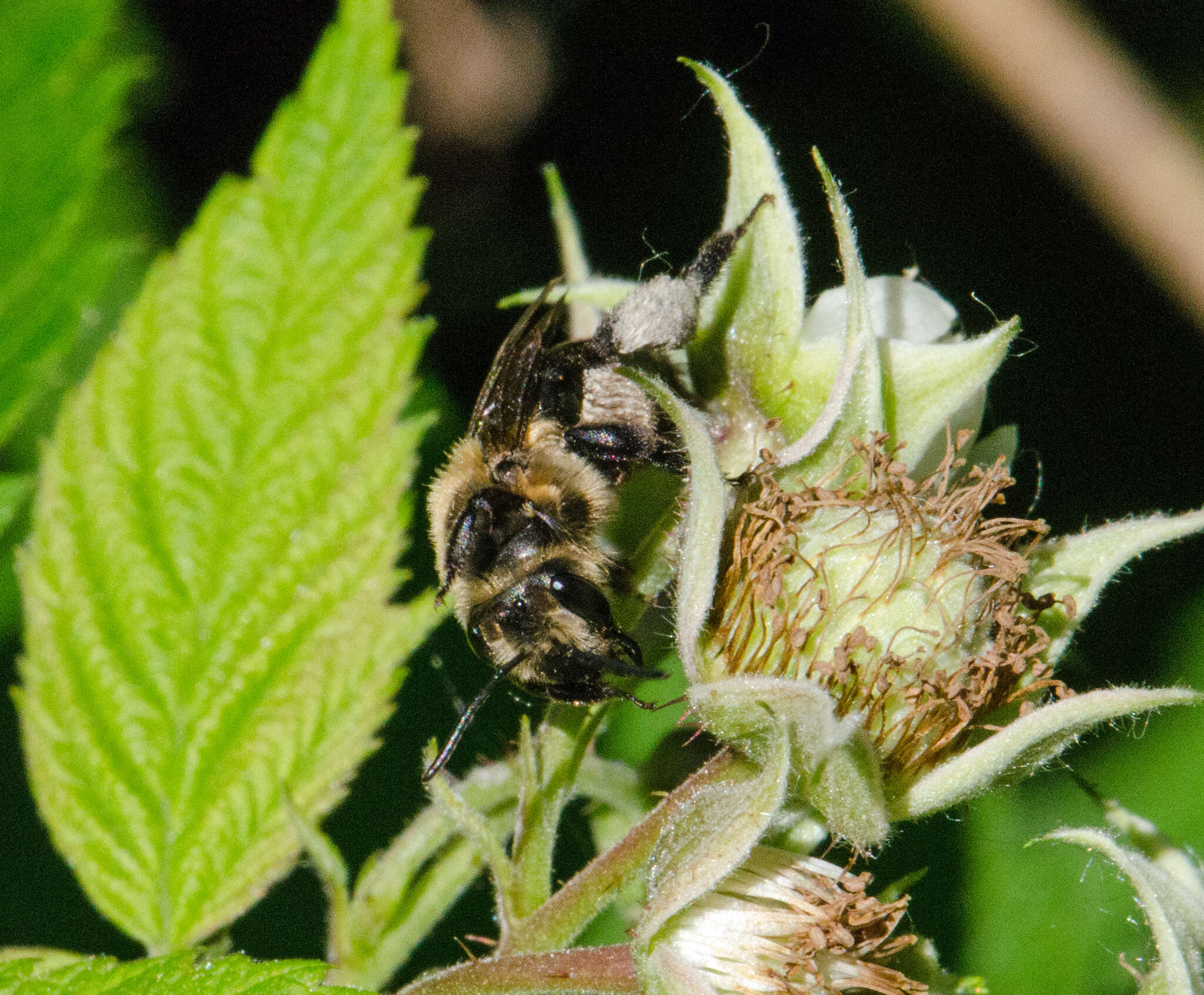 Imagem de Andrena vicina Smith 1853