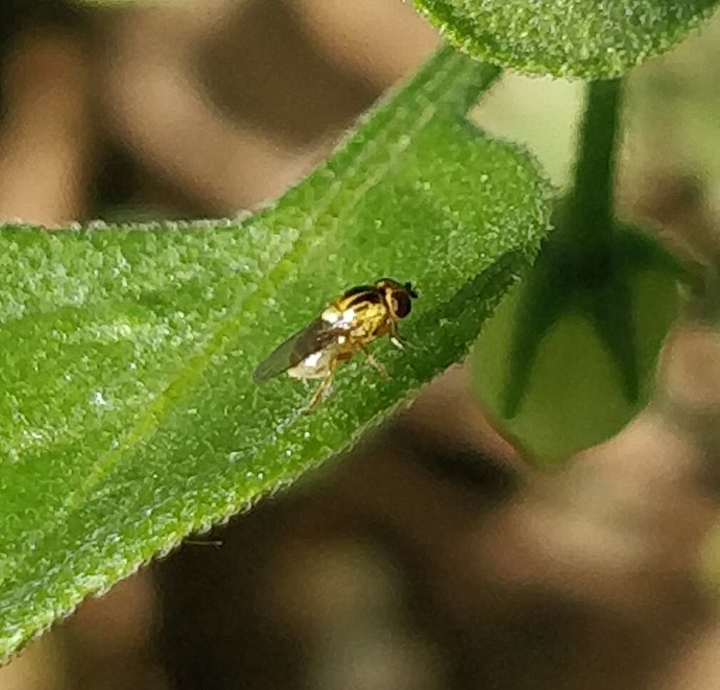 Image of Thaumatomyia notata (Meigen 1830)