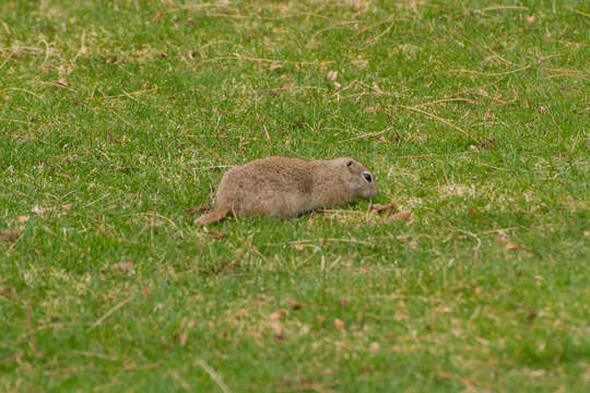 Image of Great Basin Ground Squirrel