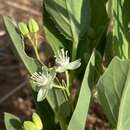 Image of Basananthe sandersonii (Harv.) de Wilde