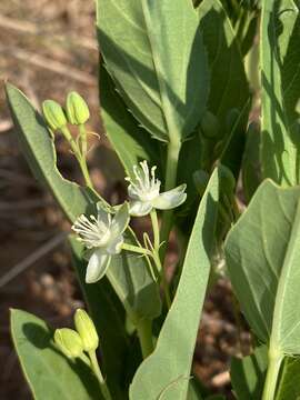 صورة Basananthe sandersonii (Harv.) de Wilde