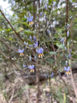 Image of Dianella rara R. Br.