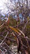 Image de Aristolochia albida Duch.