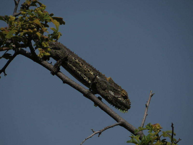 Image of Robertson Dwarf Chameleon