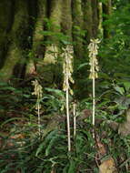 Image of Gastrodia molloyi Lehnebach & J. R. Rolfe