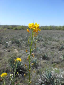 Physaria gracilis (Hook.) O'Kane & Al-Shehbaz resmi