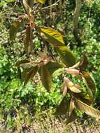 Imagem de Prunus ssiori F. Schmidt