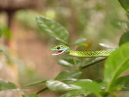 Image of Leptophis ahaetulla nigromarginatus (Günther 1866)