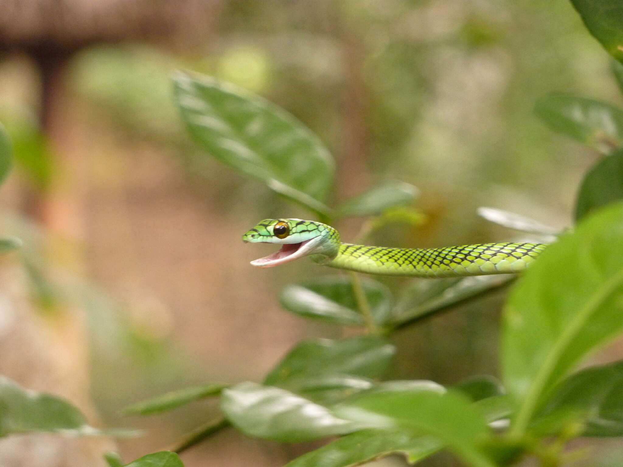 Image of Leptophis ahaetulla nigromarginatus (Günther 1866)